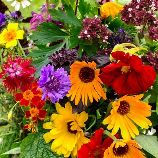 Essbare Blumen-/Kräuter-Mischung