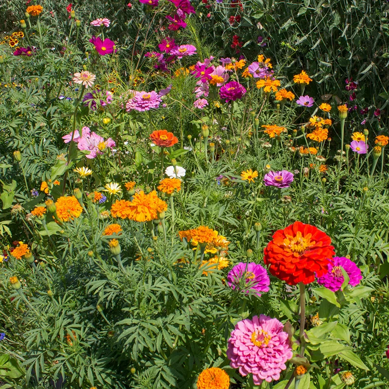 Blumenmischung - Bee Attraction