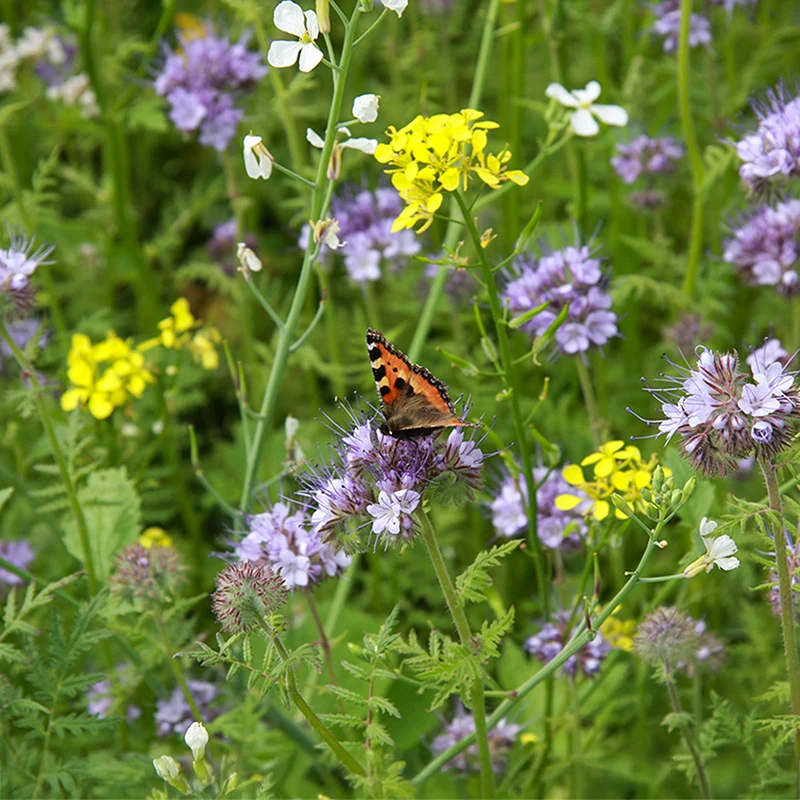 Blumenmischung - Tübinger