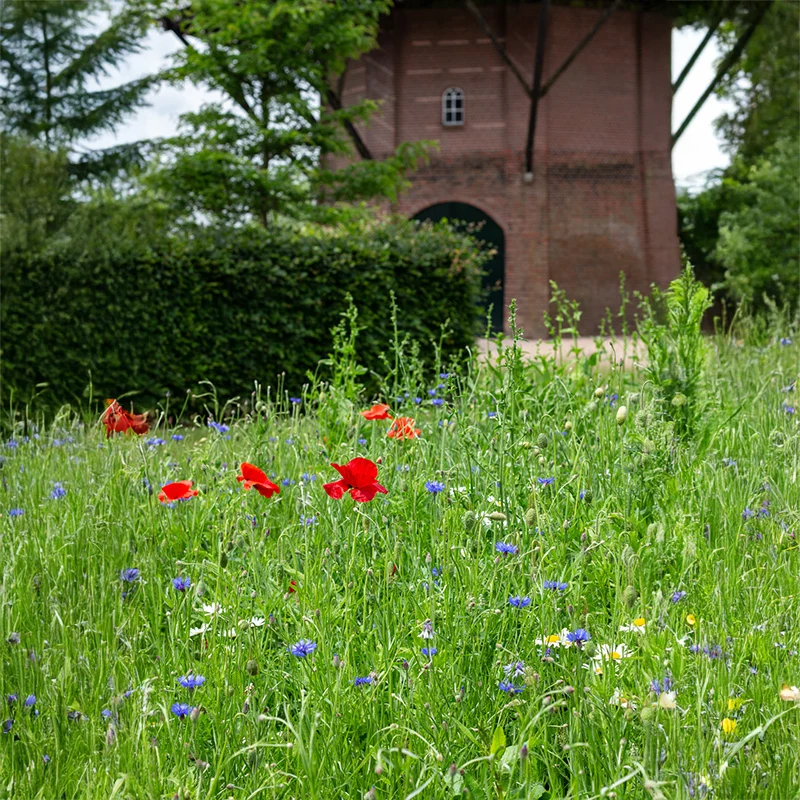 Blumenmischung - Venemansmolen