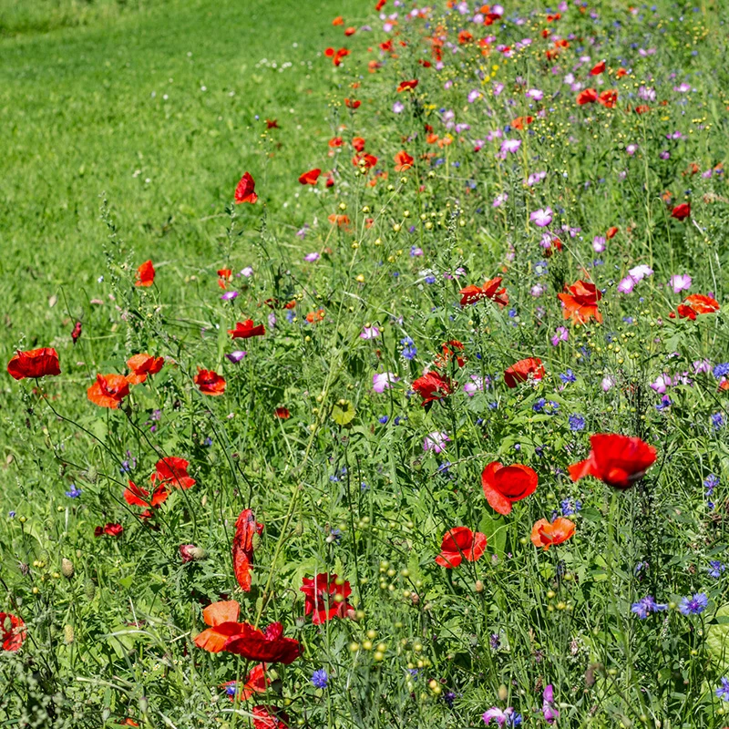 Blumenmischung - Venemansmolen