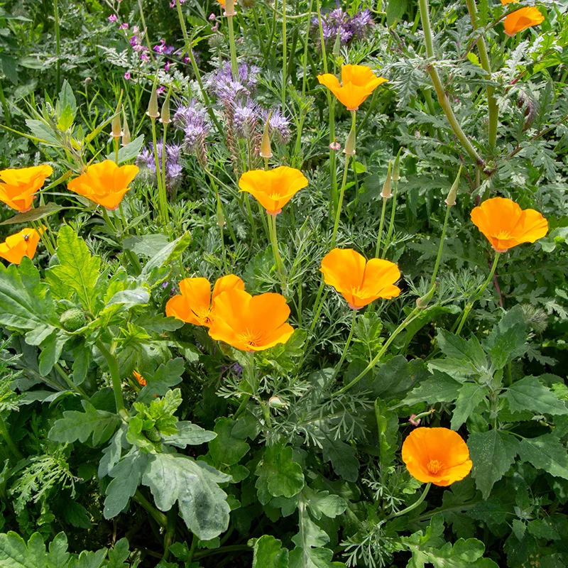 Blumenmischung - Venemansmolen
