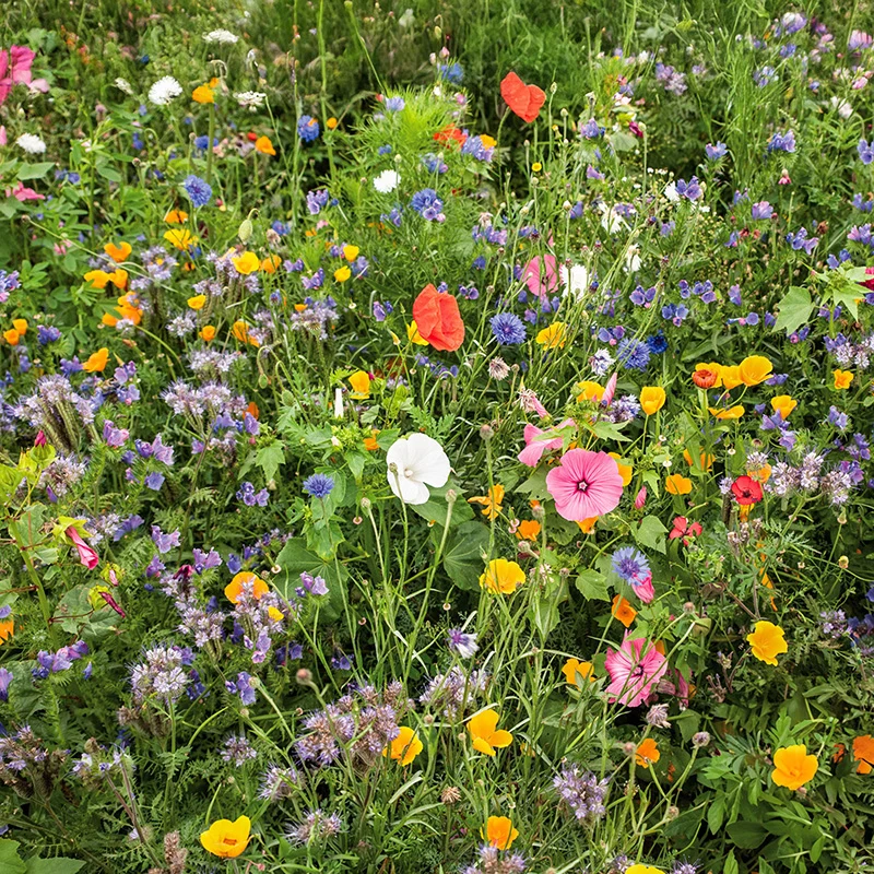 Blumenmischung - Schmetterling-Festival