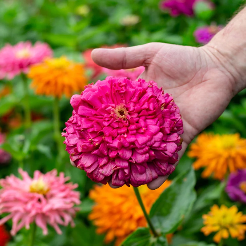 Zinnie - Chrysanthemum