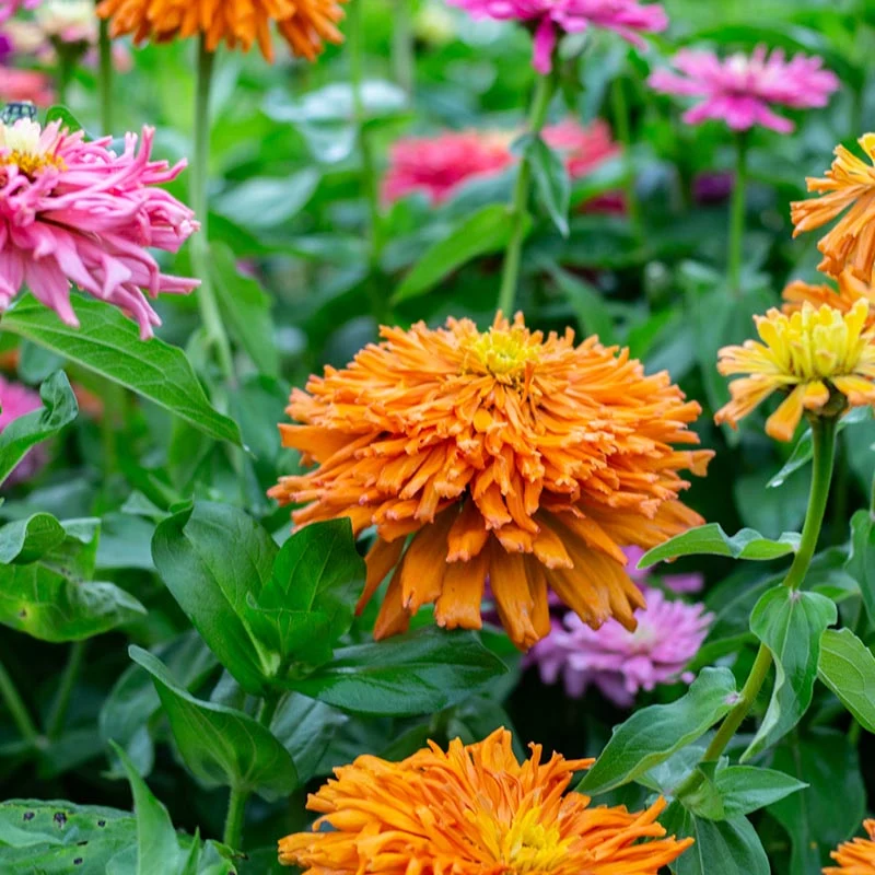 Zinnie - Chrysanthemum