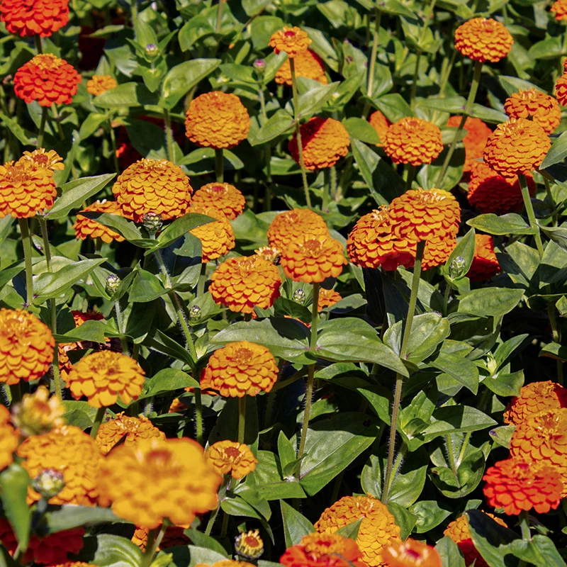 Zinnie - Lilliput Orange Gem