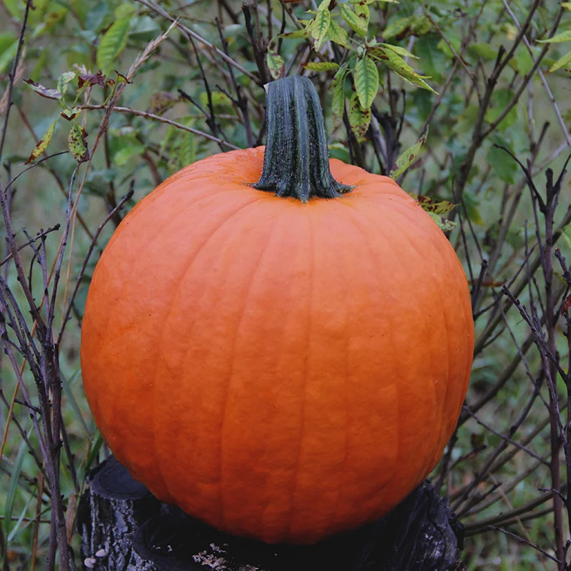 Halloween-Kürbis - Magician F1