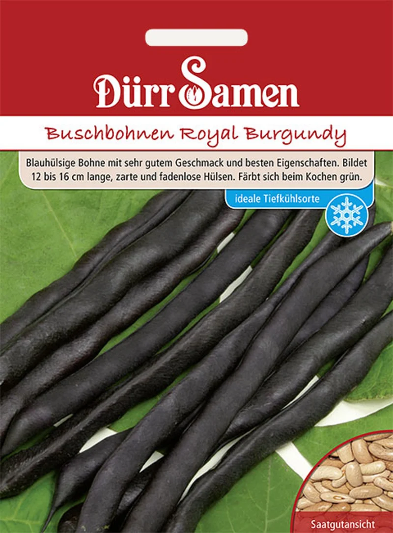 Buschbohne Royal Burgundy Saatgut
