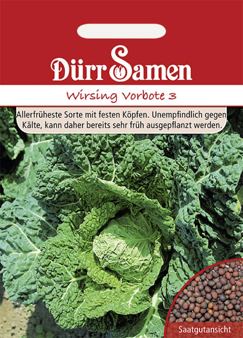 Wirsing Vorbote Saatgut