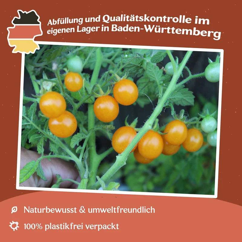 Galapagos Tomatensamen