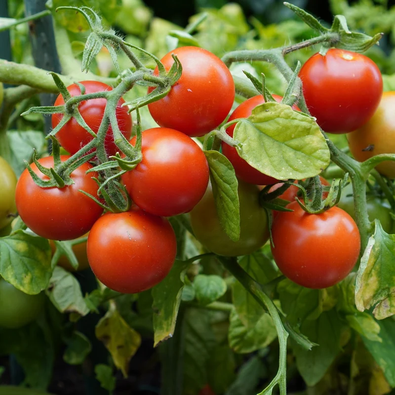 Maskotka Tomatensamen