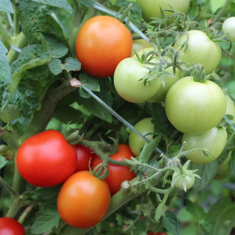 Tomatensamen Maja MHD 06/27