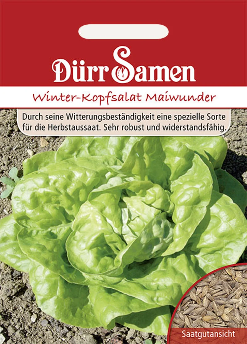 Kopfsalat Winter Maiwunder Saatgut