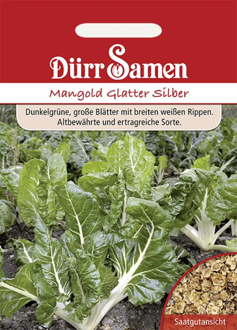 Mangold Glatter Silber Saatgut