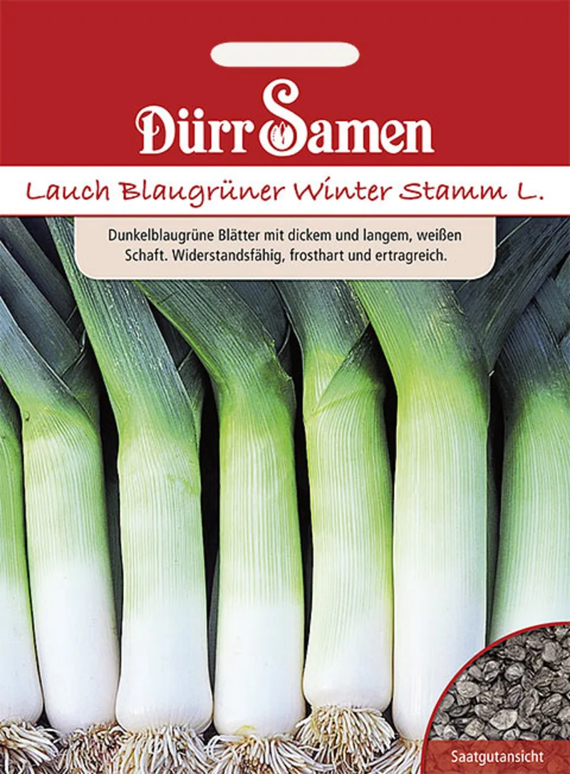 Lauch Blaugrüner Winter Stamm L Saatgut
