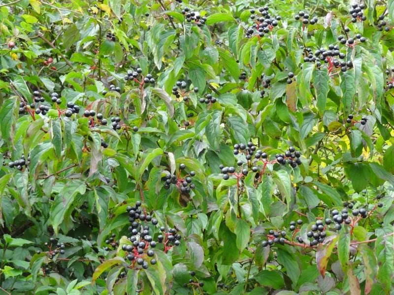 Roter Hartriegel (Cornus sanguinea)