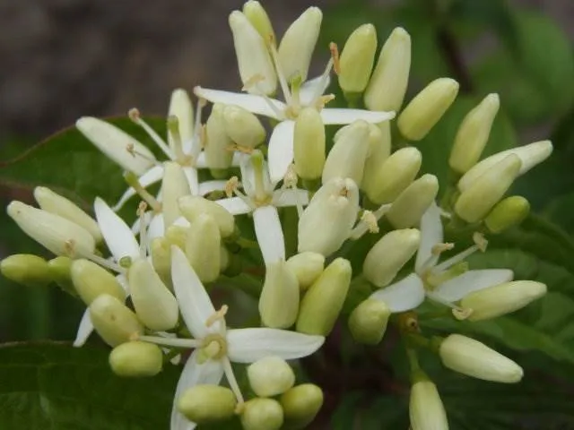 Roter Hartriegel (Cornus sanguinea)
