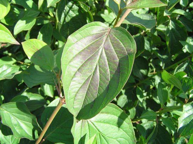Roter Hartriegel (Cornus sanguinea)