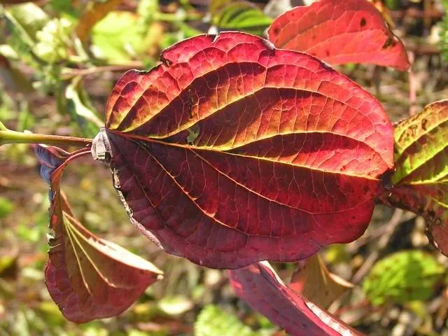 Roter Hartriegel (Cornus sanguinea)