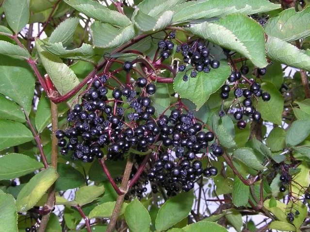 Schwarzer Holunder (Sambucus Nigra)