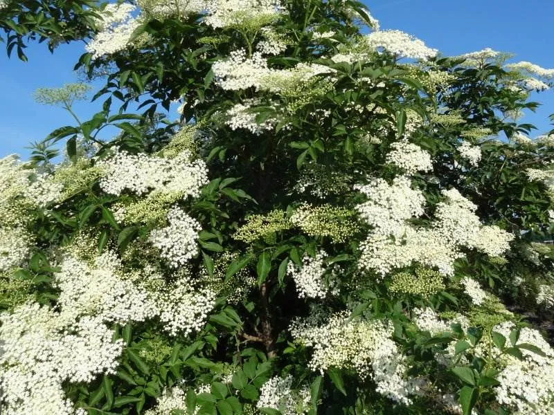 Schwarzer Holunder (Sambucus Nigra)