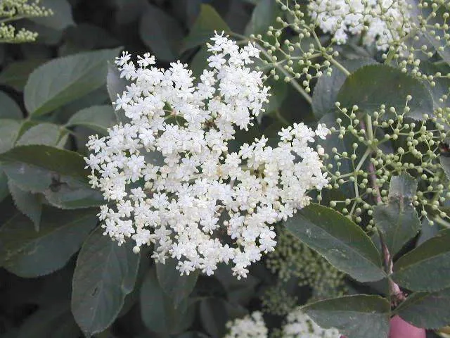 Schwarzer Holunder (Sambucus Nigra)