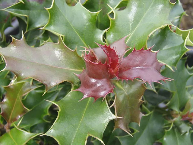 Stechpalme (Ilex aquifolium)