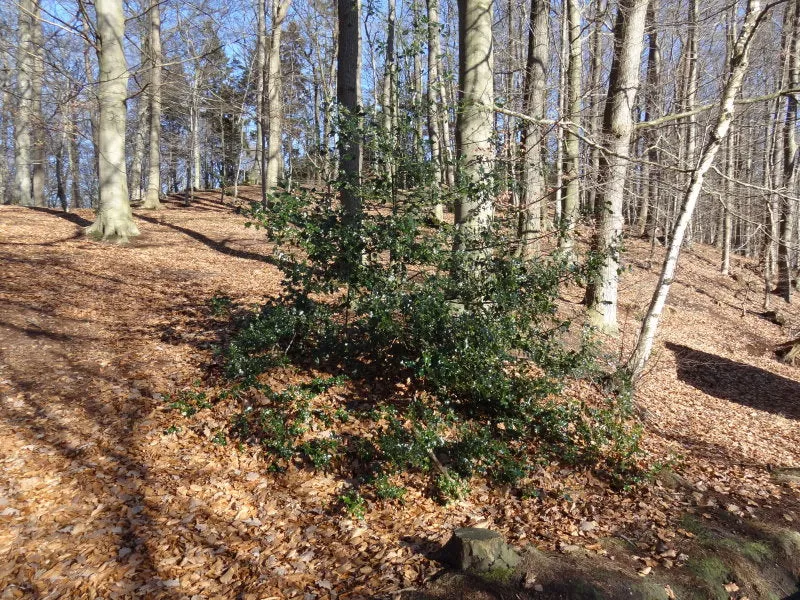 Stechpalme (Ilex aquifolium)