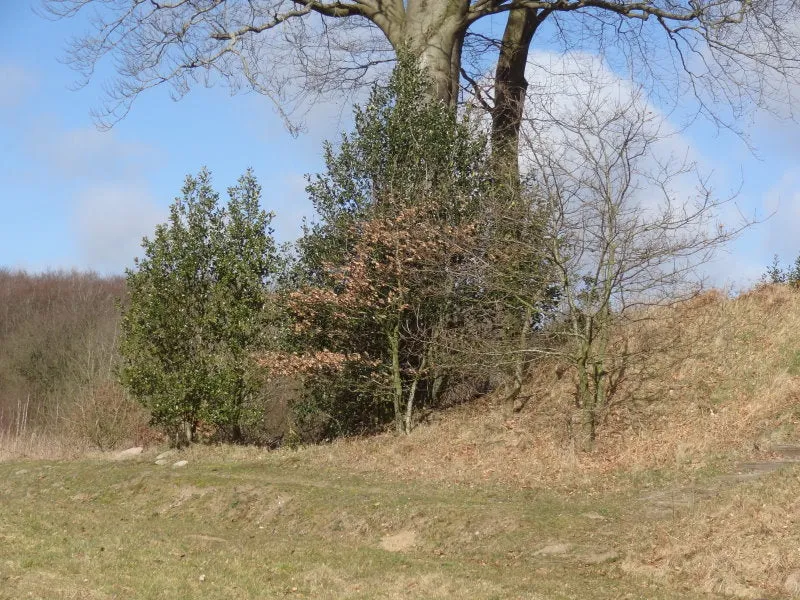 Stechpalme (Ilex aquifolium)