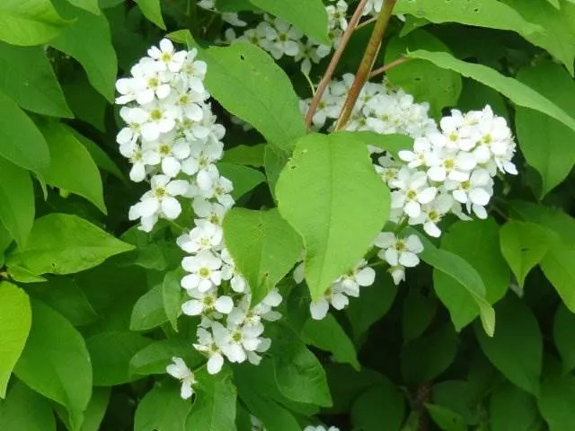 Traubenkirsche (Prunus Padus)
