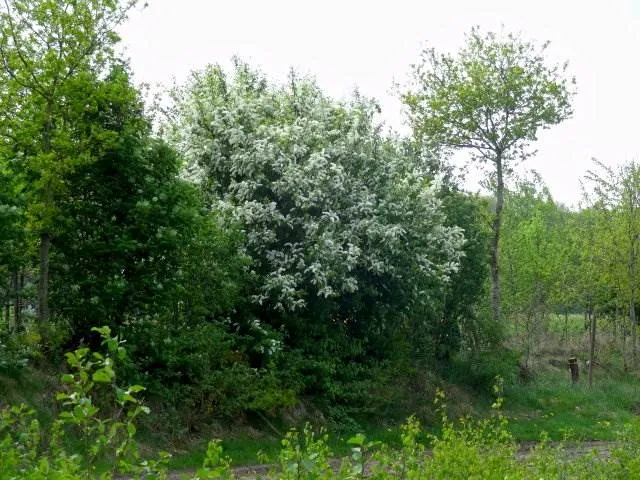 Traubenkirsche (Prunus Padus)