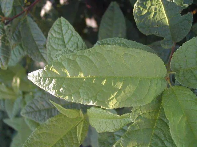 Traubenkirsche (Prunus Padus)