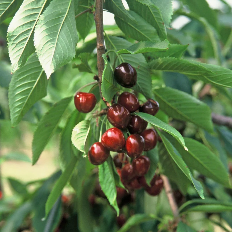 Vogelkirsche (Prunus avium)