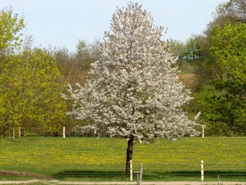 Vogelkirsche (Prunus avium)