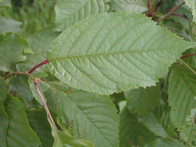 Vogelkirsche (Prunus avium)