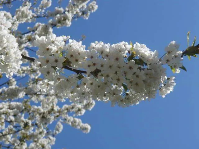Vogelkirsche (Prunus avium)
