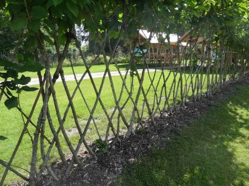Vogelkirsche (Prunus avium)