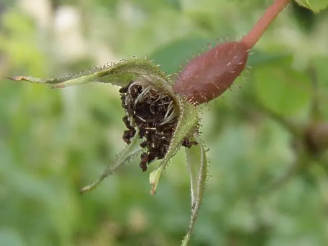 Alpenheckenrose (Rosa pendulina)