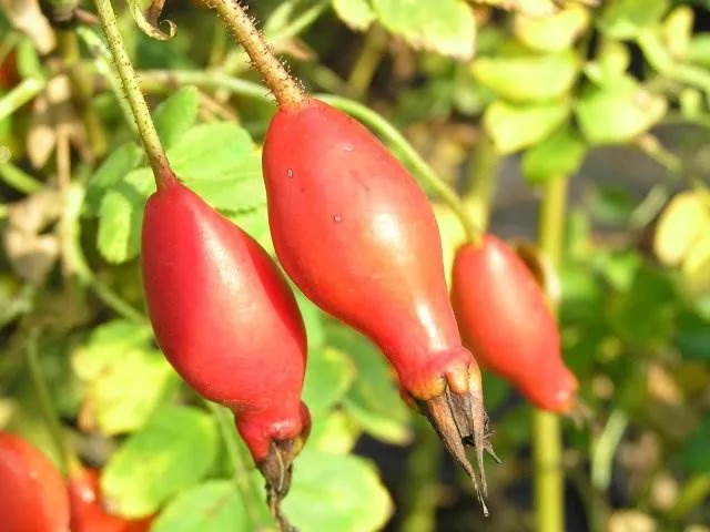 Alpenheckenrose (Rosa pendulina)
