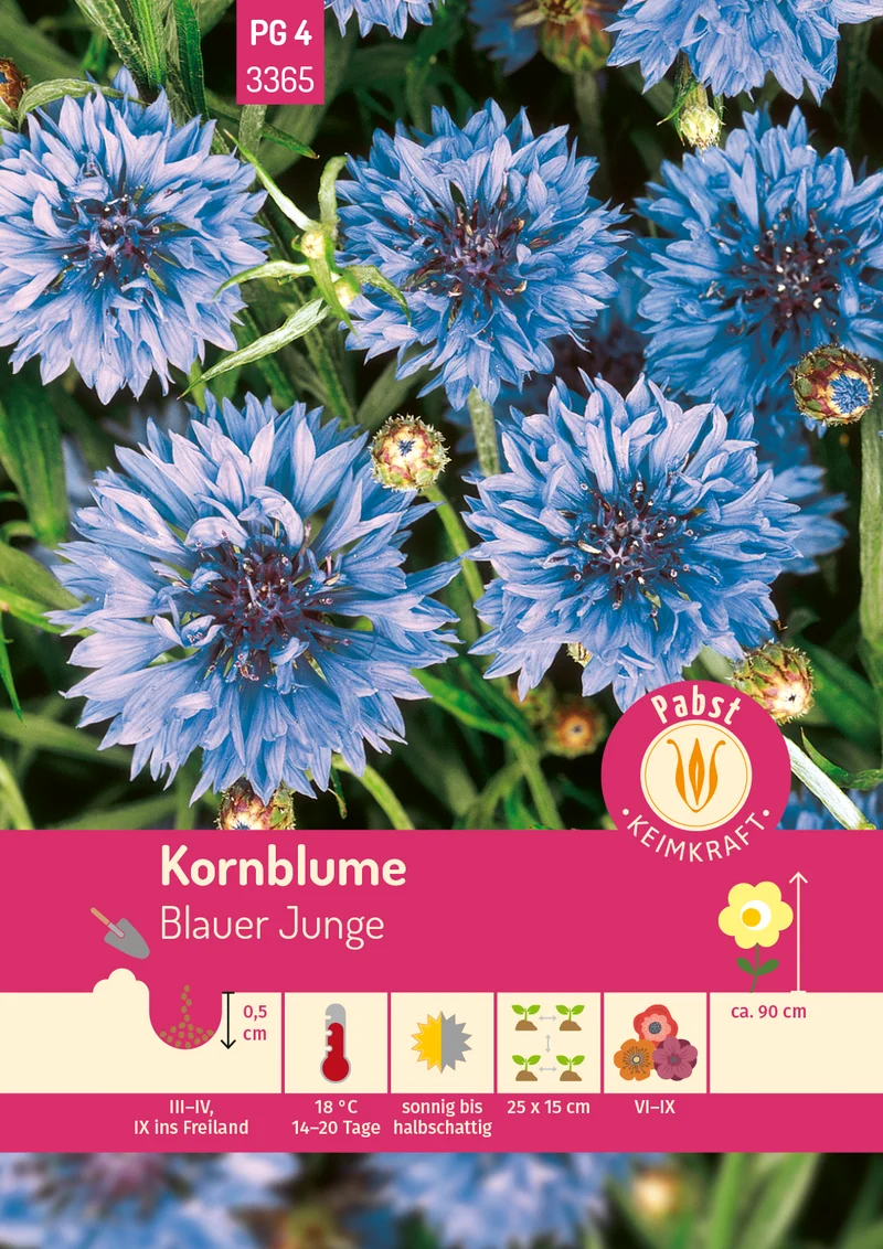 Kornblume Blauer Junge Saatgut