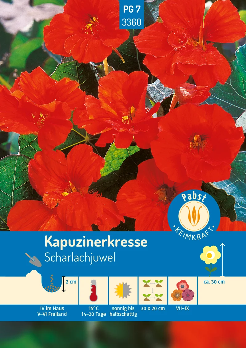 Kapuzinerkresse Scharlachjuwel Saatgut