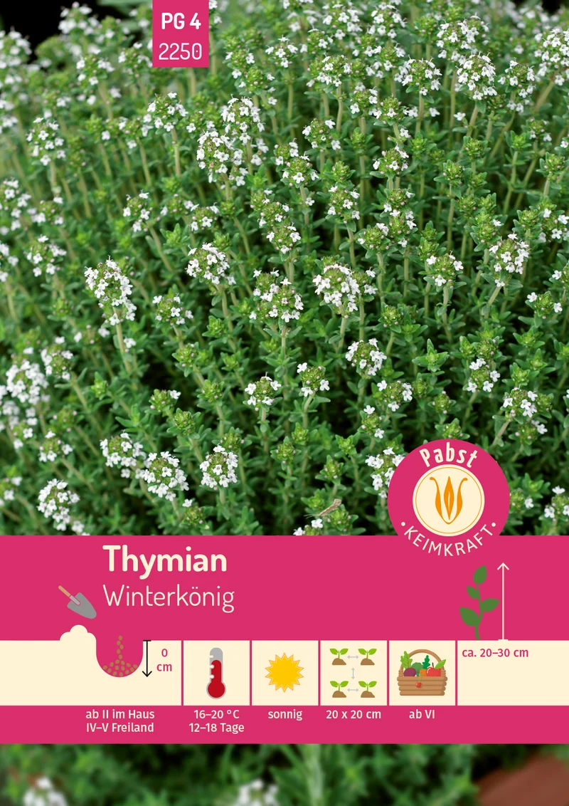 Thymian Winterkönig Saatgut