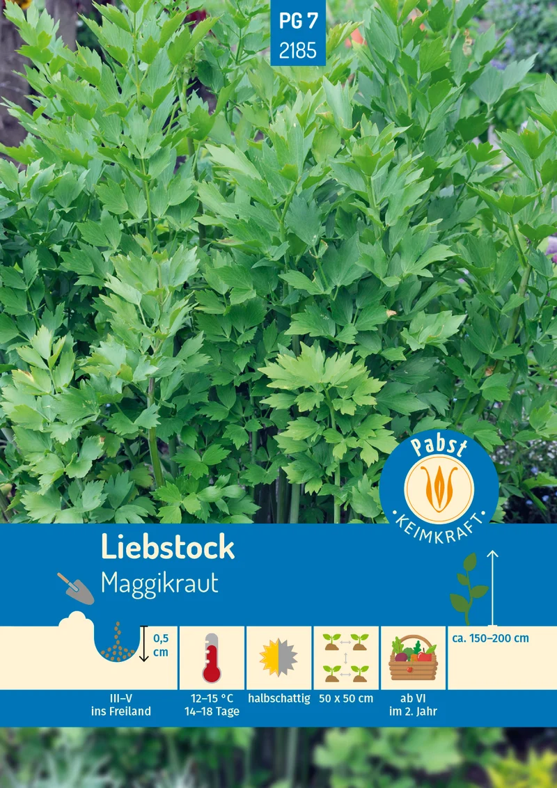Liebstock Maggikraut Saatgut