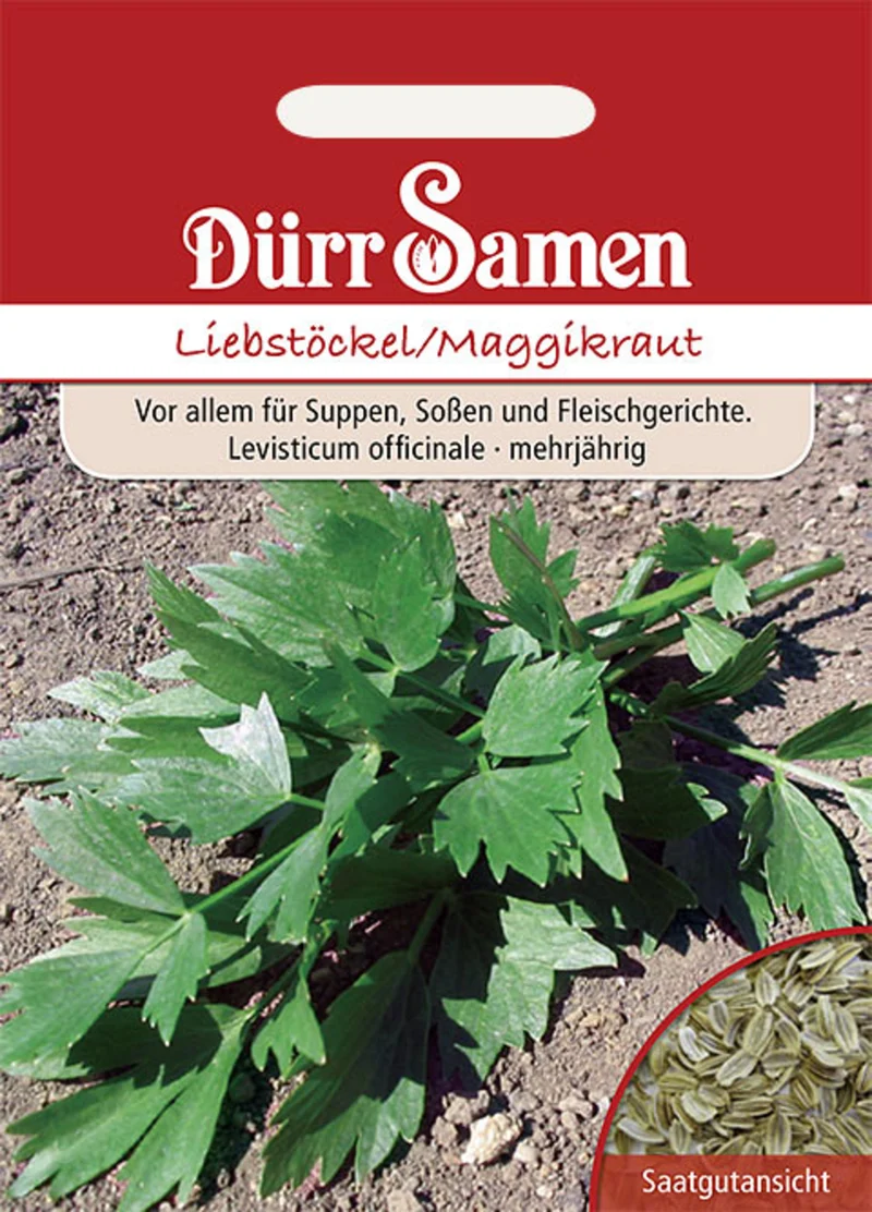 Liebstöckel Maggiekraut Saatgut