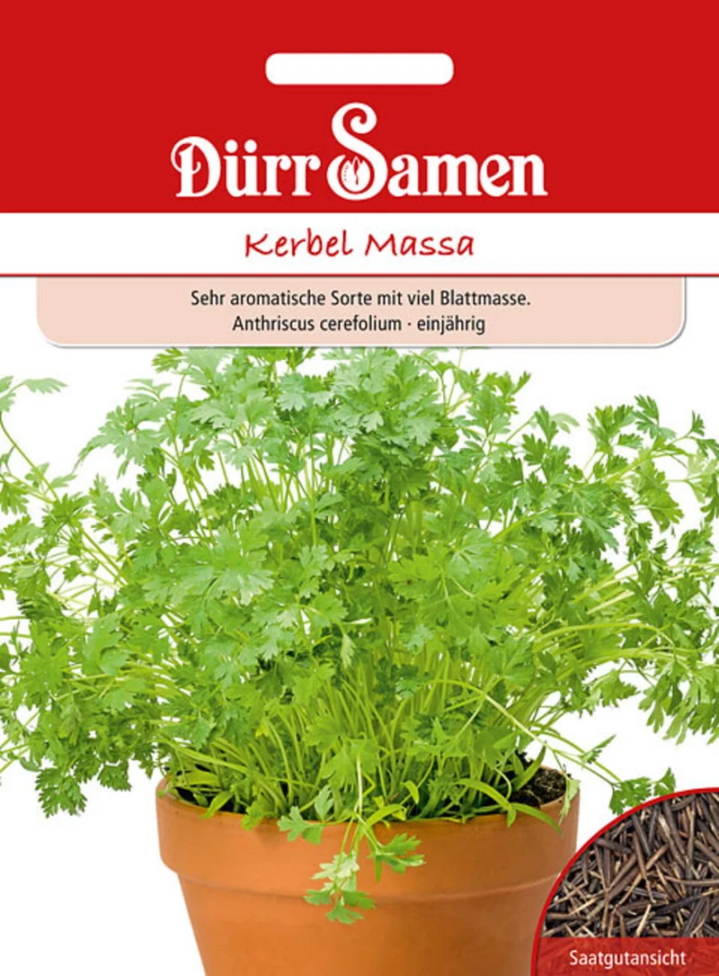 Kerbel Massa Saatgut