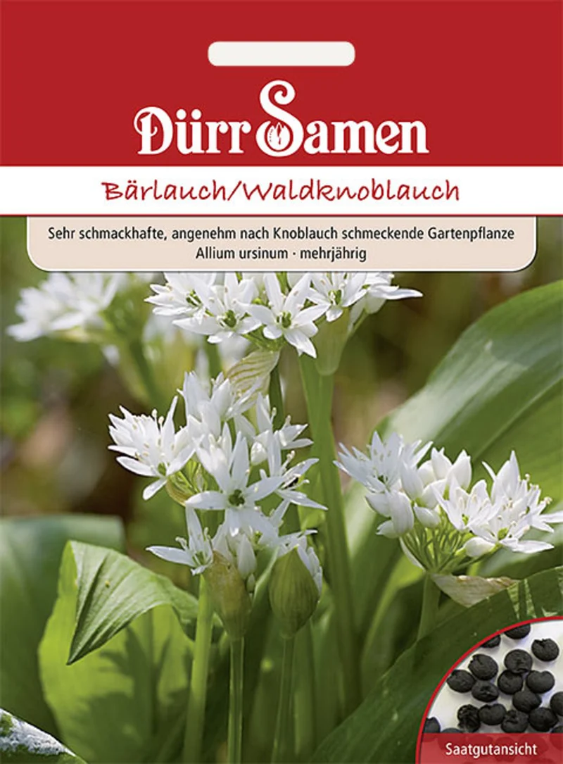Bärlauch Waldknoblauch Saatgut