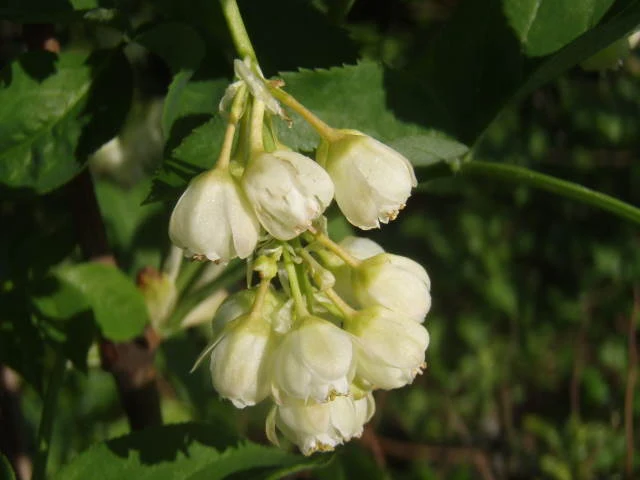 Pimpernuss (Staphylea pinnata)