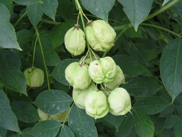 Pimpernuss (Staphylea pinnata)