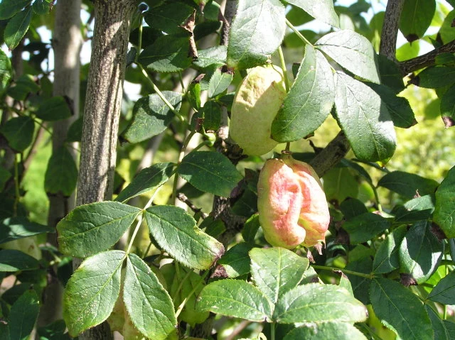 Pimpernuss (Staphylea pinnata)