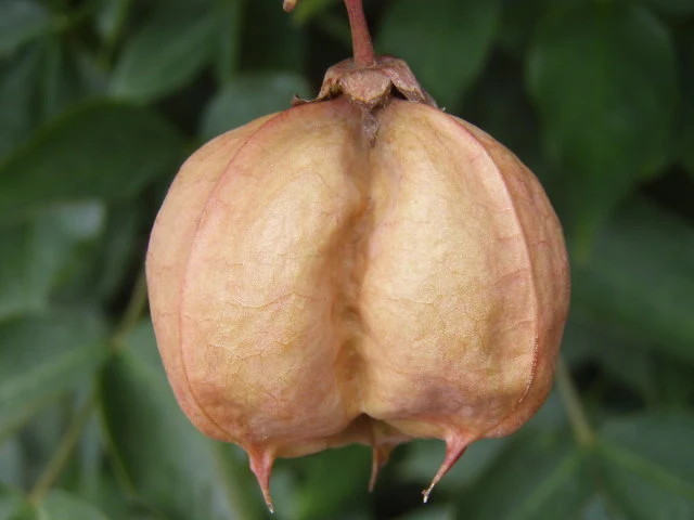 Pimpernuss (Staphylea pinnata)